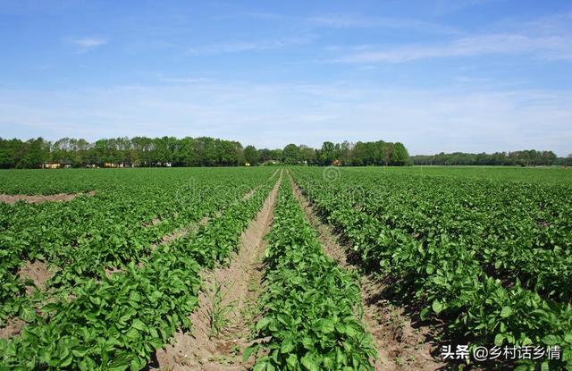五月份正是土豆生长关键期，做好两个措施，薯块个头大结得还多