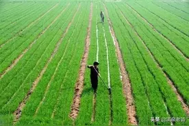 小麦播种行距是宽了好？还是窄了好？咱们分析看看图片