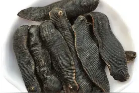 中药古今研究：水蛭图片