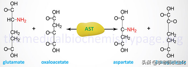 氨基酸的合成与必需氨基酸（一）