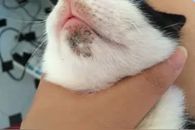 猫最常见的黑下巴——猫痤疮的症状、原因与治疗图片