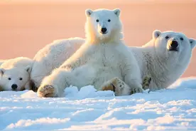 辟谣：北极熊和棕熊的分类争议，其实都是母北极熊“出轨”惹的祸图片