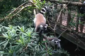 广州长隆野生动物园游记图片