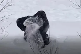 东北大妈用雪清洗貂皮大衣 网友：这样洗好省钱啊图片