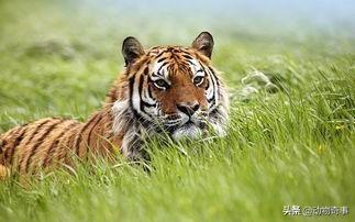 猎人日记 第十一章 红毛虎下山吃牛 猪诱饵打掉巨虎