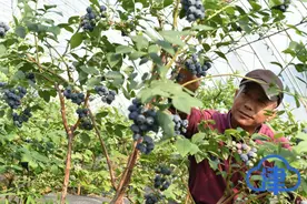 帮扶资金用在刀刃上 蓟州区千亩草莓园6月份竣工投入使用图片
