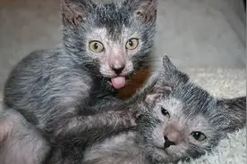 新培育出来的猫种，没有一只长得像猫的：这都是什么小东西？图片