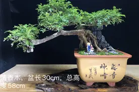 入秋了，可以给自家的盆景施最后一次肥哦图片