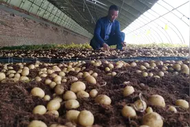 保障粮食安全 中国土豆“主食化”之路仍有四大难关待过图片