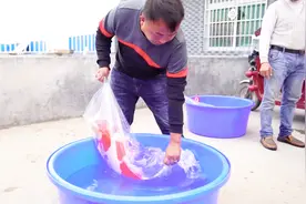 第一名身价超10万！河南举办中国锦鲤选美大赛，看血统骨架色泽视频封面