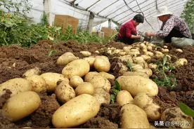 土豆开花不剪掉危害大？影响不仅仅是产量低，剪掉有啥好处？图片