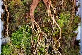 撵豹驱蛇，郎家棒槌伙子为挖“人参王”历尽艰险，挖了三天三夜图片