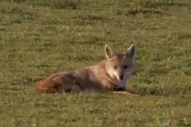 野外遇到狼，山林深处的守山人告诉你，怎么做才能不受到伤害图片