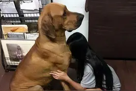 1米8的狗被小女孩抱着，看了眼却羡慕了：最萌身高差啊图片