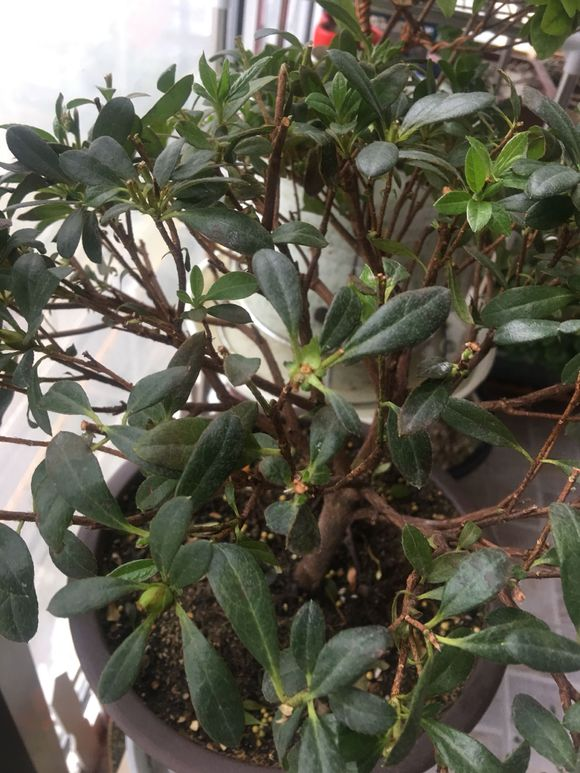 映山红是什么花(杜鹃花叶子不黄反而发红这3个原因) - 绿巢号