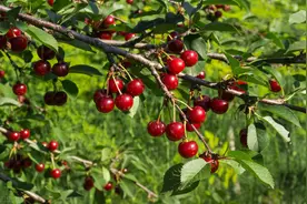 车厘子好吃树难栽？关键是掌握好车厘子树苗标准管理技术（一）图片