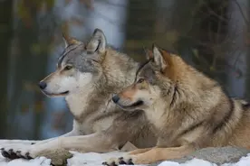 狼报恩：猎人进山救下受伤的母狼，危难时带着狼崽用生命捍卫忠诚图片