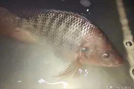 有时候，买的鱼有柴油的味道，是怎么回事呢？图片