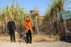 山西农村7旬夫妇把南方的甘蔗种到黄土高坡，收获季节长成啥样子图片