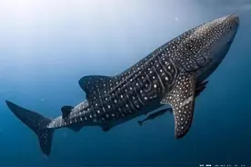 6种大型鲨鱼，体型各有不同，你见过濒临灭绝的鲸鲨吗图片