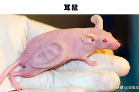 人造生物体：真实存在，并且由人类创造的6种奇特的生物体图片