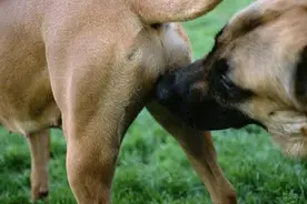 狗狗喜欢互相闻屁股，其实它们表达的是这些意思图片