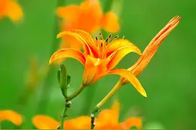 高堂、椿萱、萱堂、家家、家严、弄璋、弄瓦……众多称谓知多少？图片