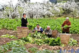 梨园花开惹人醉 村民勤劳致富忙图片