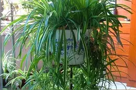 吊兰好养，但也讲究“方法”，几件事做好，不断抽藤，变成绿瀑布图片