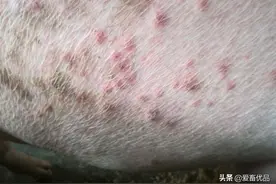 猪身上有红点，是什么原因该怎么解决呢？老兽医多年经验分享图片