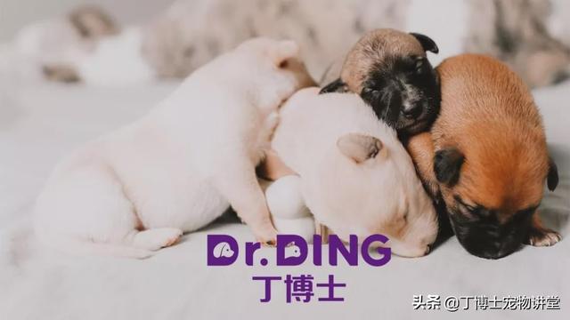 影响犬猫皮毛的营养因素蛋白质、氨基酸、脂肪酸、矿物质、维生素