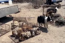 河南：种公边牧被卖狗肉车，看到同伴被带走，狗狗拼命狂吠想救它图片