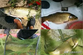 野钓鲤鱼全攻略：把握细节，中鱼率提高5倍不算难图片