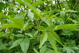 黄荆树一身是“宝”，生活中有4个小用途，很实用图片
