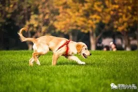 主人上了半年大学，回来后假装不认识金毛，下一秒被暖哭图片