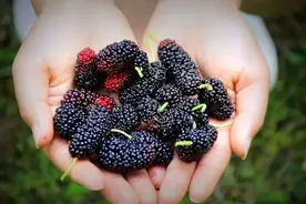 被称为“东方神木”的桑树，全身是宝！桑椹、桑叶、你知道多少？图片