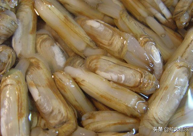 15种常见的贝壳类海鲜，你见过几种？绝大多数人只见过2~3种