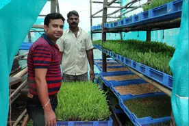 水培玉米苗饲养牛羊图片