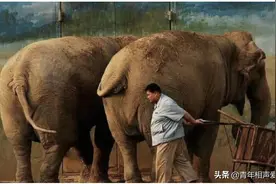 德云社孙越弄假成真，真被邀请参加专业节目，解读北上象群要去哪图片