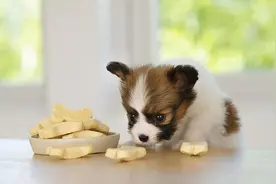 狗狗能吃的15种“人类食物”，只要喂对了，对狗有好处图片