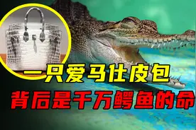 一个包能换套别墅？百万爱马仕包的背后，是千万条无辜鳄鱼的命图片