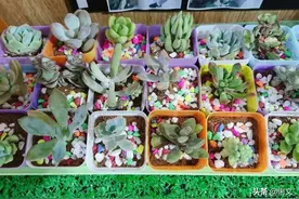 幼儿园夏日植物角——清凉一夏的幼儿园环创图片