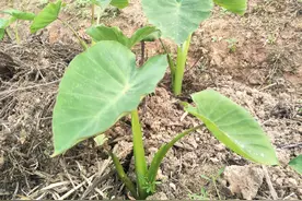芋头种植，铺上这2个不值钱的农家物，结的芋头又大又长图片
