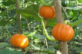 中国南瓜露地栽培，你可有了解，看看这里吧图片