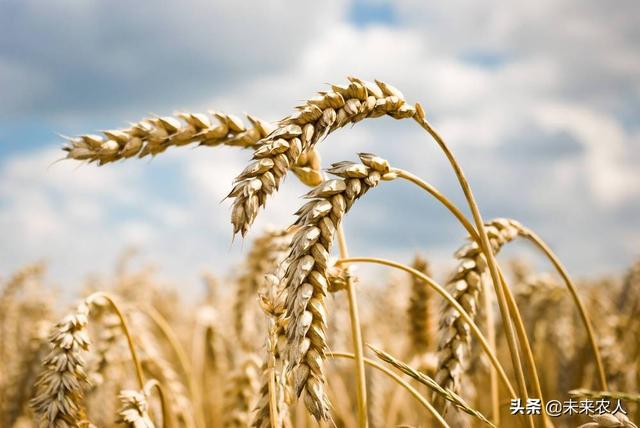 氨基酸在农业上的作用与功效