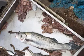 开海啦！海边这8种海鱼便宜又好吃，别忘了常给家人买来尝尝鲜图片