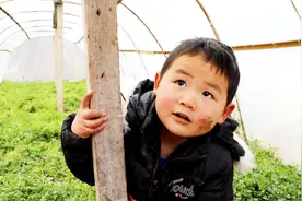 农村萌娃下地拔萝卜，绕着蔬菜大棚转3圈没找到门，把爷爷逗乐视频封面