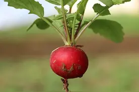 根茎类蔬菜（1）——各种各样的萝卜来了，看看还有哪种没吃过图片