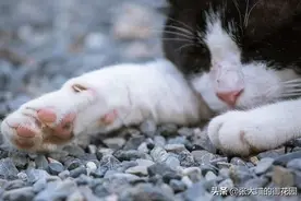 流浪猫会羡慕宠物猫吗？在流浪猫的世界中，活着就是最大的幸福图片