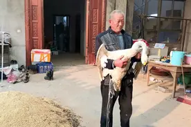 阜阳周棚农民救了一只大天鹅图片